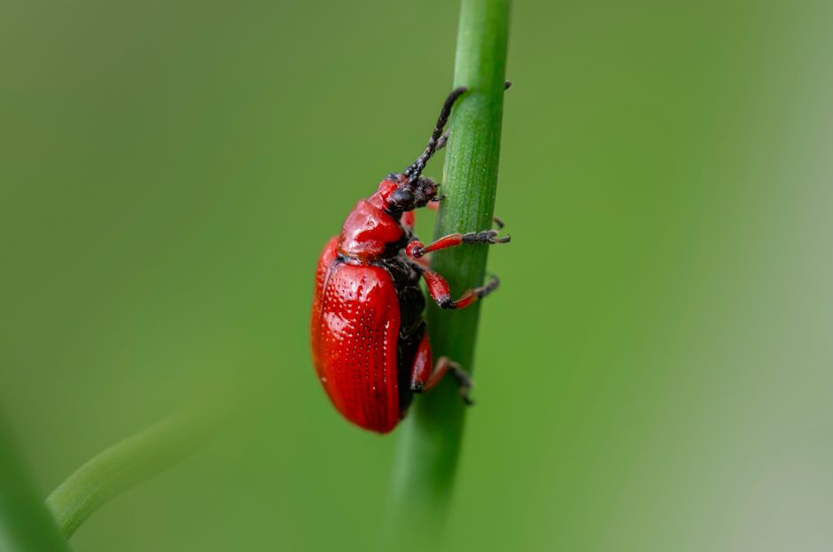 bugs and pests in garage prevention